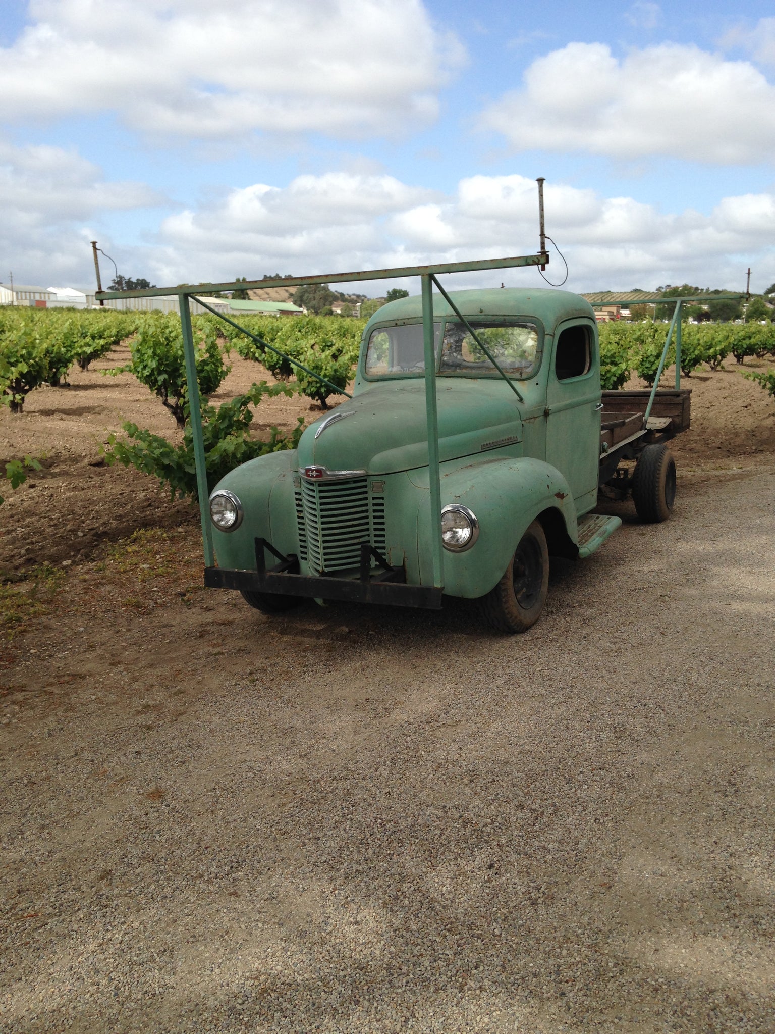 Benito Dusi Vineyard